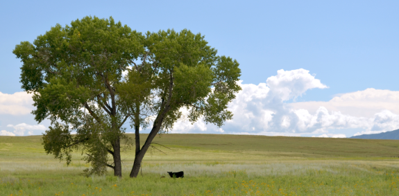A cow standing next to a tree in grasslands.