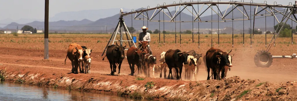 Cowboy driving cattle